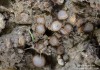 bělokosmatka osmahlá (Houby), Trichophaea woolhopeia (Fungi)
